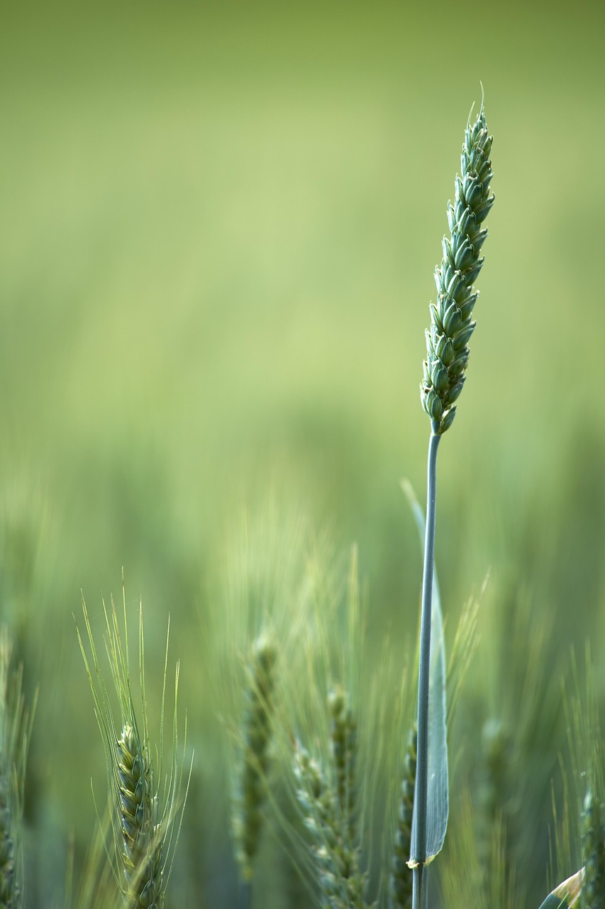 wheat field, cereal plant, field, agriculture, green, farming, nature, wheat field, field, agriculture, agriculture, agriculture, agriculture, agriculture, green, farming, farming, farming, nature